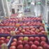 Fresh Fruits