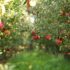 Fresh apples